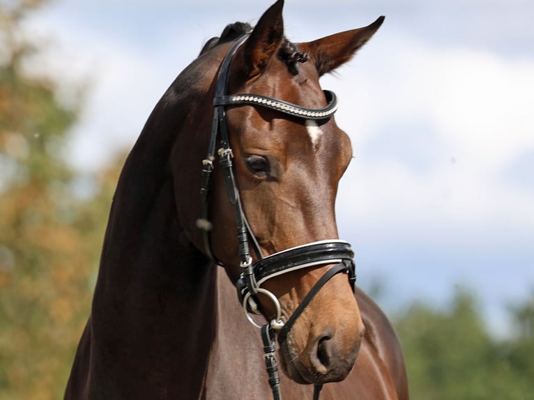 Westphalian Mare 5 years 16.3 hh Bay-Dark in Loewenberger Land, 30 min von Berlin