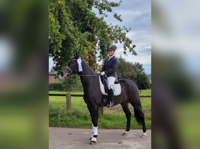 Westphalian Mare 5 years 16,3 hh Brown in Senden
