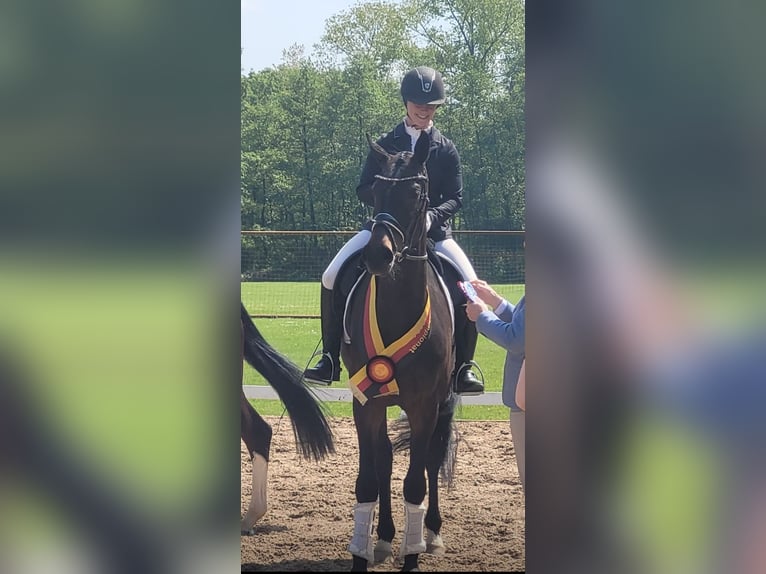 Westphalian Mare 5 years 16,3 hh Brown in Senden