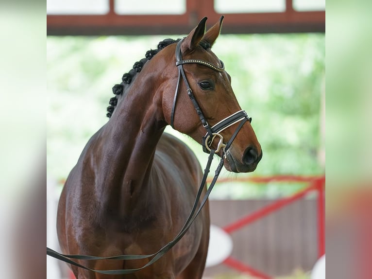 Westphalian Mare 5 years 16 hh Bay-Dark in Münster-Handorf