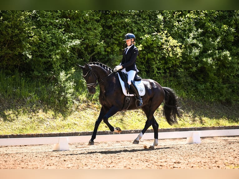 Westphalian Mare 5 years 16 hh Bay-Dark in Sangerhausen