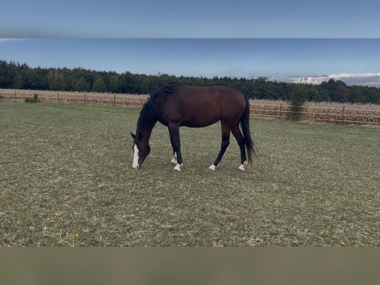 Westphalian Mare 5 years 16 hh Bay-Dark in Westhausen