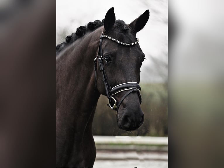 Westphalian Mare 5 years 16 hh Black in Dorsten