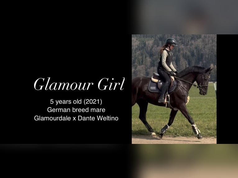 Westphalian Mare 5 years 16 hh Black in Schlins