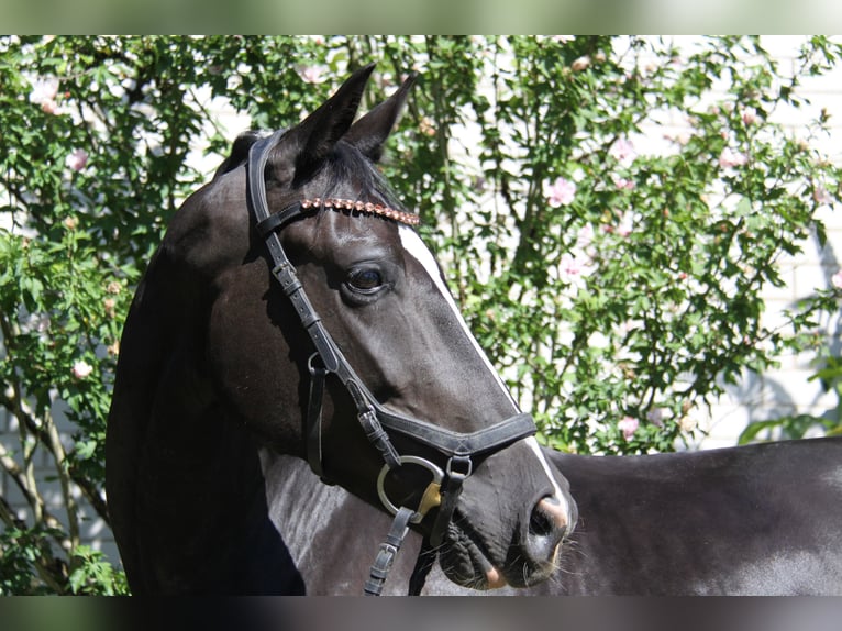 Westphalian Mare 5 years 16 hh Black in Winh&#xF6;ring