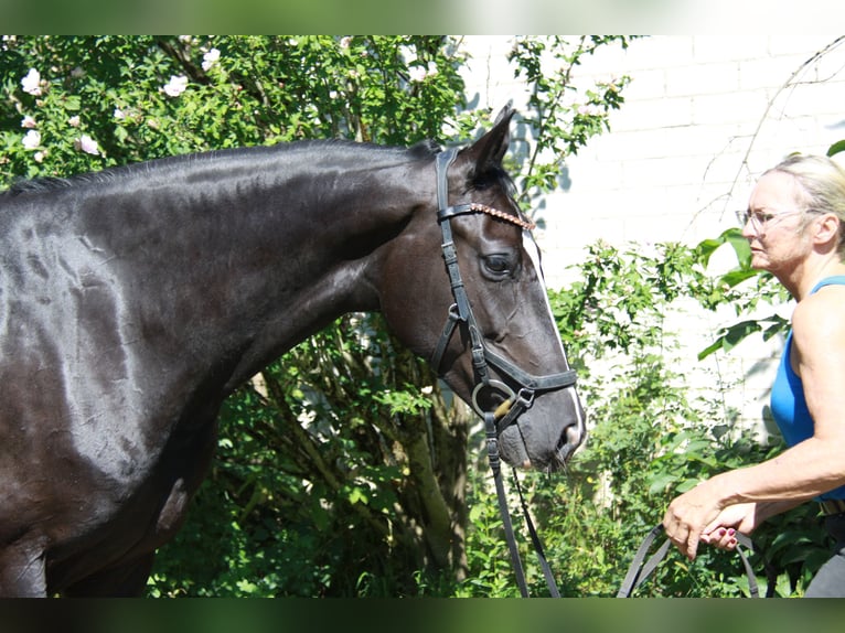 Westphalian Mare 5 years 16 hh Black in Winh&#xF6;ring