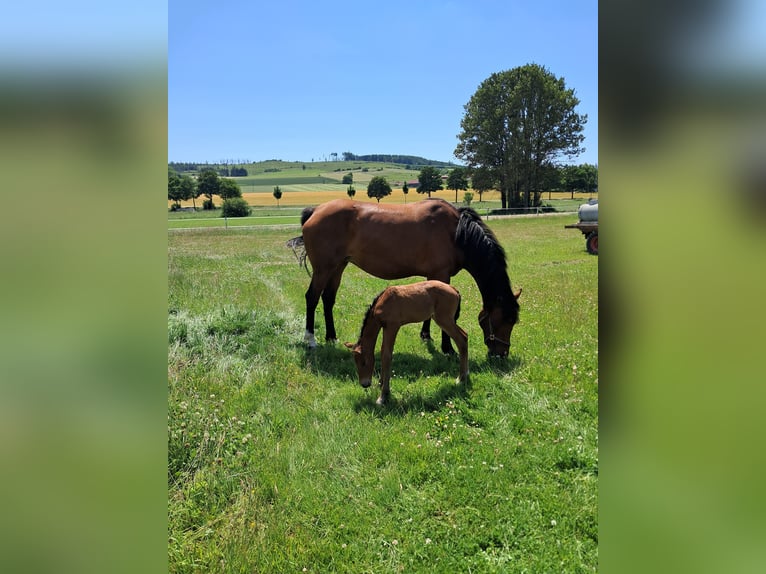 Westphalian Mare 5 years 16 hh Brown in Brilon