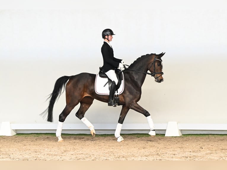 Westphalian Mare 5 years 16 hh Brown in Lüdinghausen