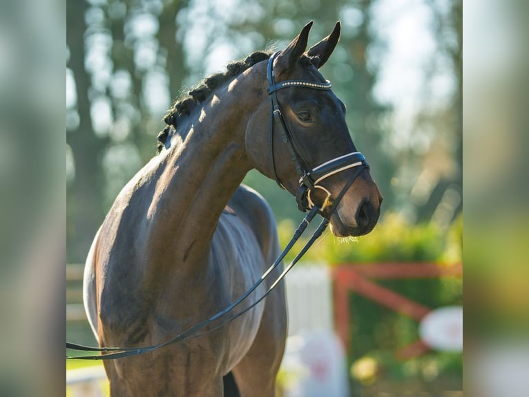 Westphalian Mare 5 years 16 hh Brown in Münster-Handorf