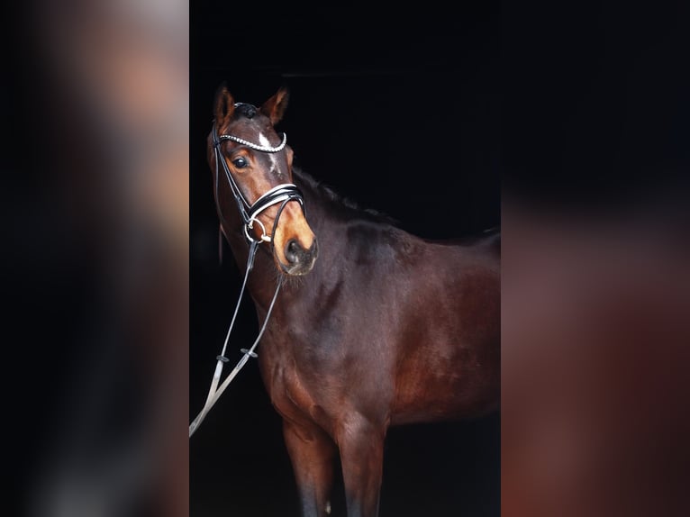 Westphalian Mare 5 years 16 hh Brown in Altenberge