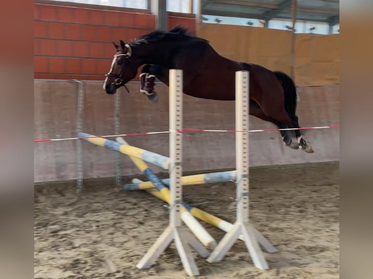 Westphalian Mare 5 years 16 hh Brown in Rommerskirchen