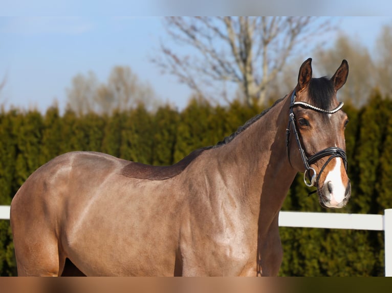 Westphalian Mare 5 years 16 hh Brown in Schwäbisch Hall