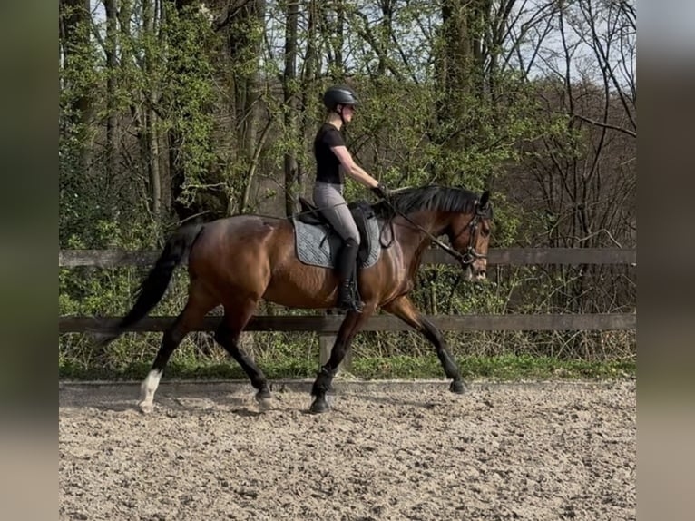 Westphalian Mare 5 years 16 hh Brown in Wermelskirchen