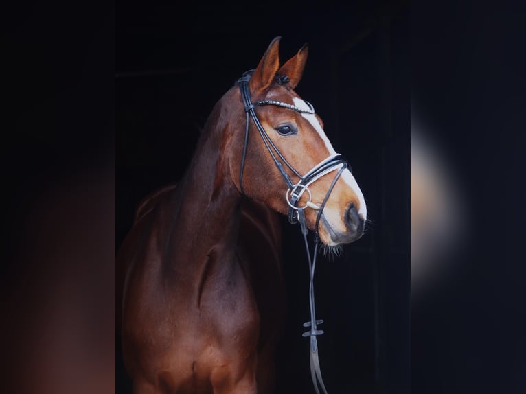 Westphalian Mare 5 years 16 hh Brown in Altenberge