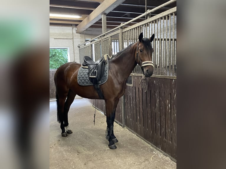 Westphalian Mare 5 years 16 hh Brown in Ostbevern