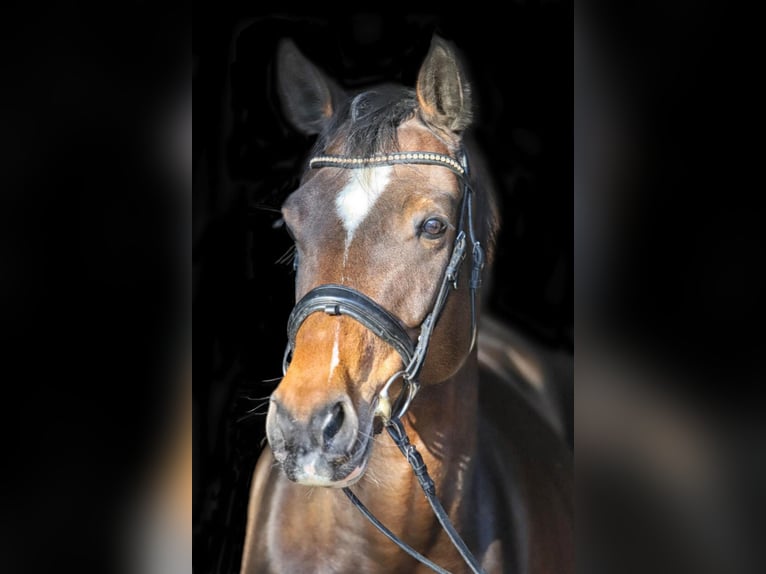 Westphalian Mare 5 years 16 hh Brown in Bötersen