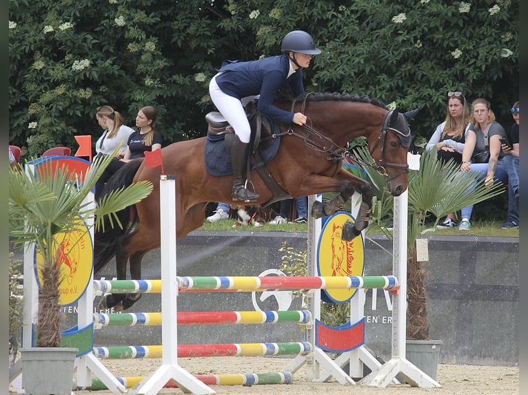 Westphalian Mare 5 years 16 hh Brown in Neuenkirchen