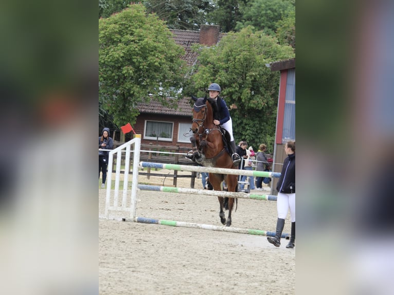 Westphalian Mare 5 years 16 hh Brown in Neuenkirchen