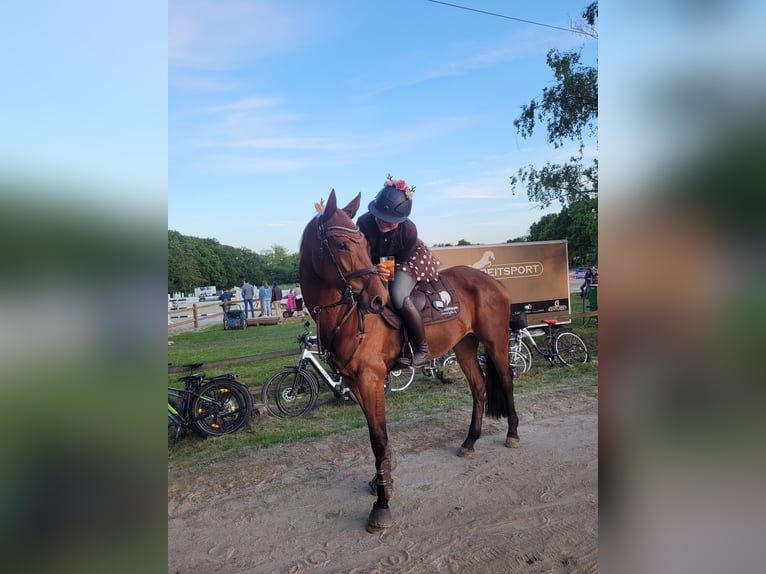 Westphalian Mare 5 years 16 hh Brown in Neuenkirchen