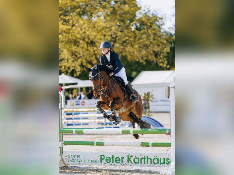 Westphalian Mare 5 years 16 hh Brown in Neuenkirchen