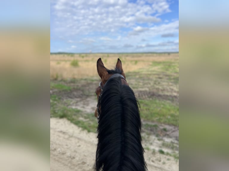 Westphalian Mare 5 years 16 hh Brown in Neuenkirchen