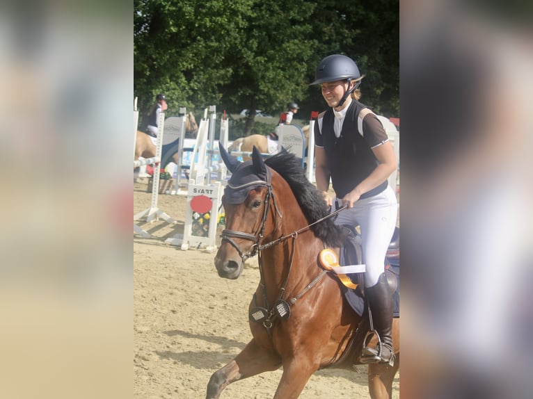 Westphalian Mare 5 years 16 hh Brown in Neuenkirchen