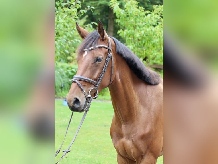 Westphalian Mare 5 years 16 hh Brown in Neuenkirchen