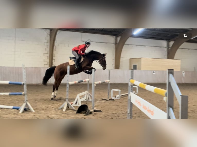 Westphalian Mare 5 years 16 hh Brown in Schenklengsfeld