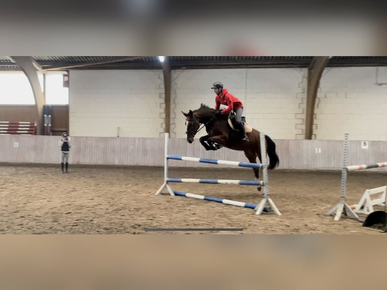 Westphalian Mare 5 years 16 hh Brown in Schenklengsfeld