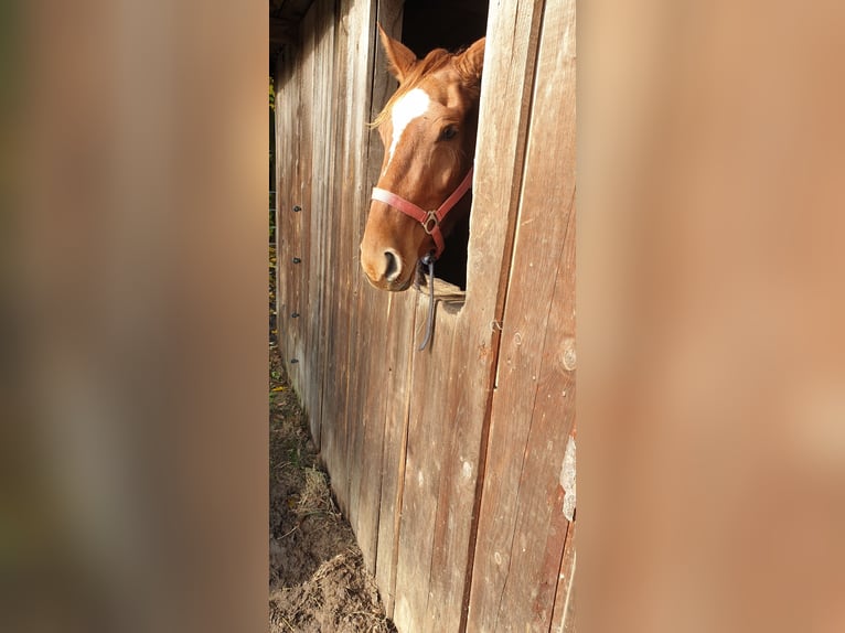 Westphalian Mare 5 years 16 hh Chestnut in Amelinghausen