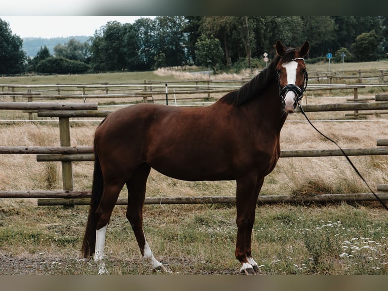 Westphalian Mare 5 years 16 hh Chestnut in Porta Westfalica