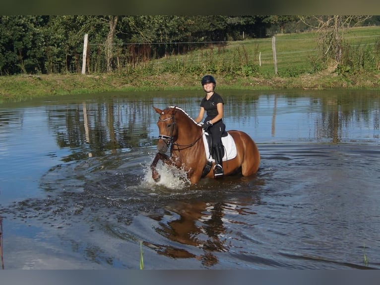 Westphalian Mare 5 years 16 hh Chestnut in Iserlohn