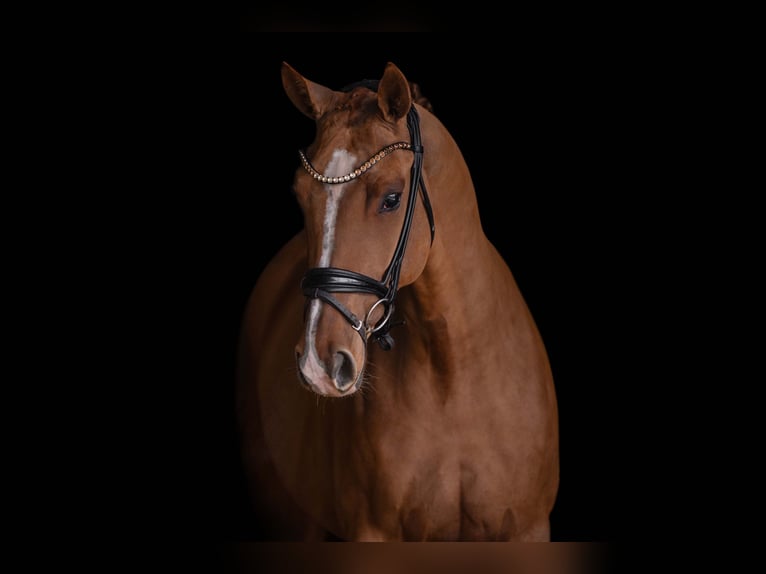 Westphalian Mare 5 years 16 hh Chestnut-Red in Wehringen