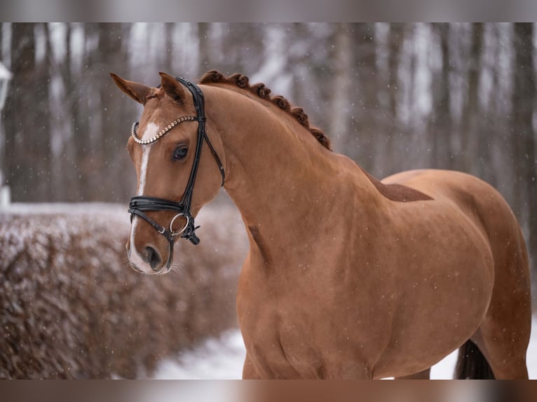 Westphalian Mare 5 years 16 hh Chestnut-Red in Wehringen