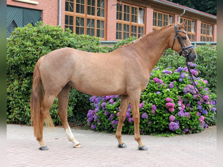 Westphalian Mare 5 years 16 hh Chestnut-Red in Cappeln (Oldenburg)