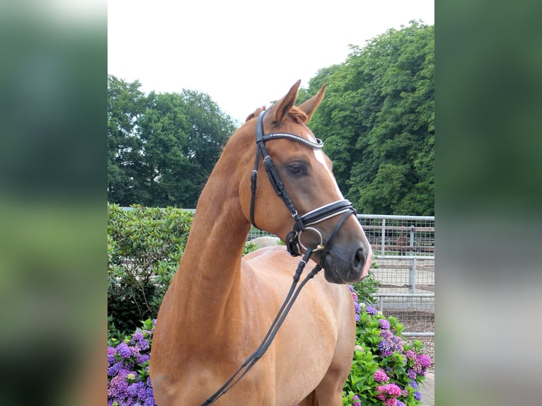 Westphalian Mare 5 years 16 hh Chestnut-Red in Cappeln (Oldenburg)