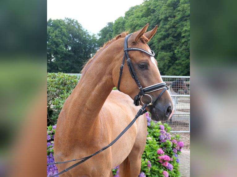 Westphalian Mare 5 years 16 hh Chestnut-Red in Cappeln (Oldenburg)
