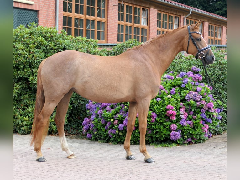 Westphalian Mare 5 years 16 hh Chestnut-Red in Cappeln (Oldenburg)