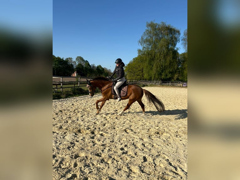 Westphalian Mare 5 years 16 hh Chestnut-Red in Herten