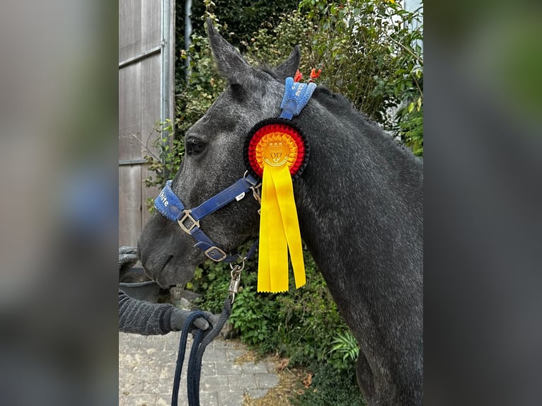 Westphalian Mare 5 years 16 hh Gray in Altenstadt