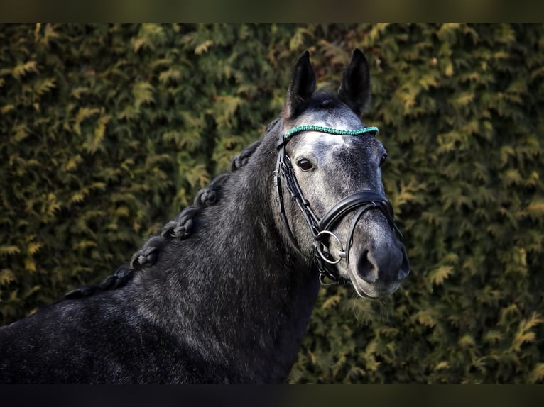 Westphalian Mare 5 years 16 hh Gray in Altenstadt