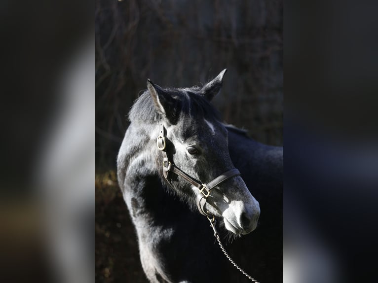 Westphalian Mare 5 years 16 hh Gray in Haltern am See