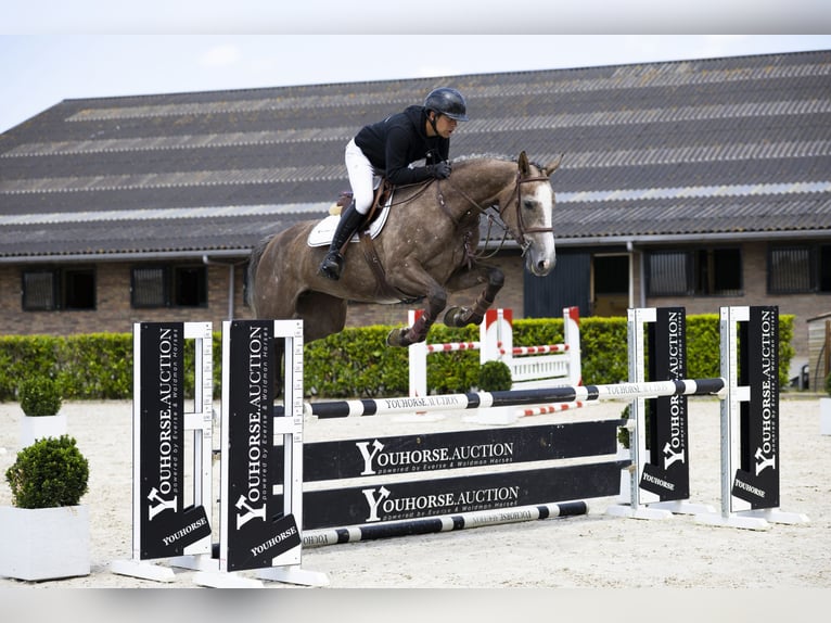 Westphalian Mare 5 years 16 hh Grey in Waddinxveen