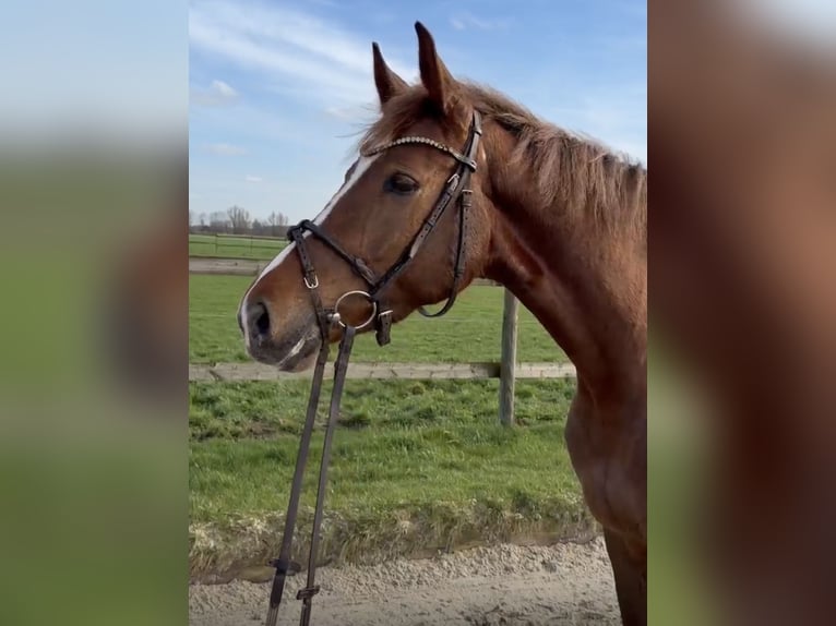 Westphalian Mare 5 years 16 hh  in Nottuln