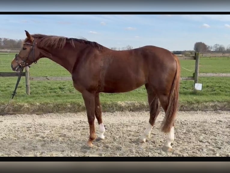 Westphalian Mare 5 years 16 hh  in Nottuln