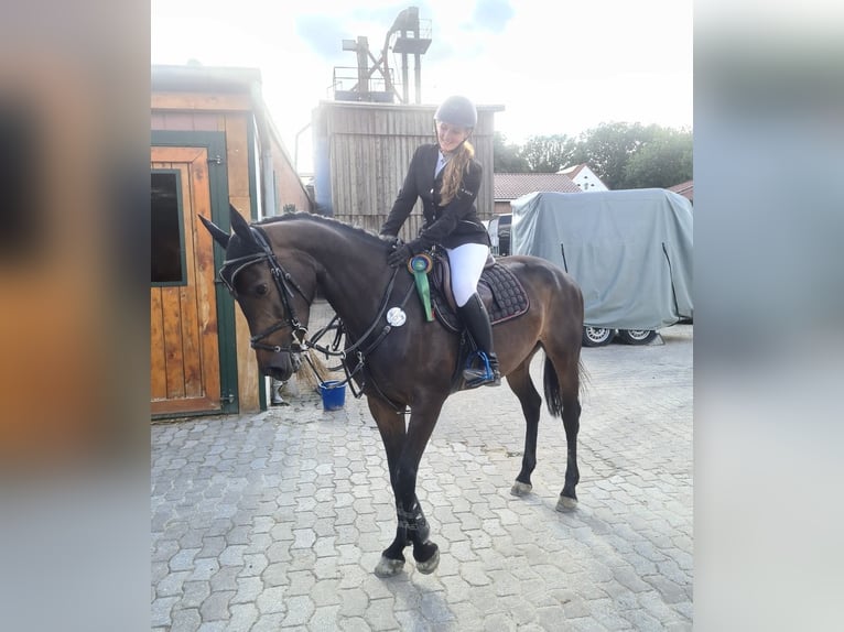 Westphalian Mare 5 years 16,1 hh Bay-Dark in Essen