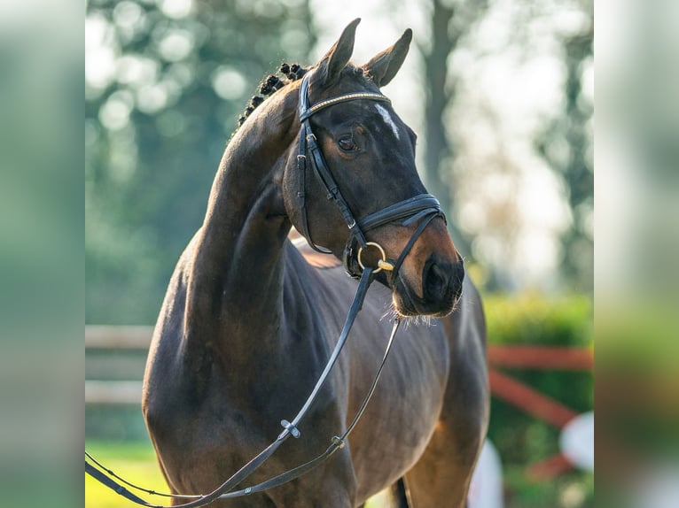 Westphalian Mare 5 years 16,1 hh Bay-Dark in Münster-Handorf