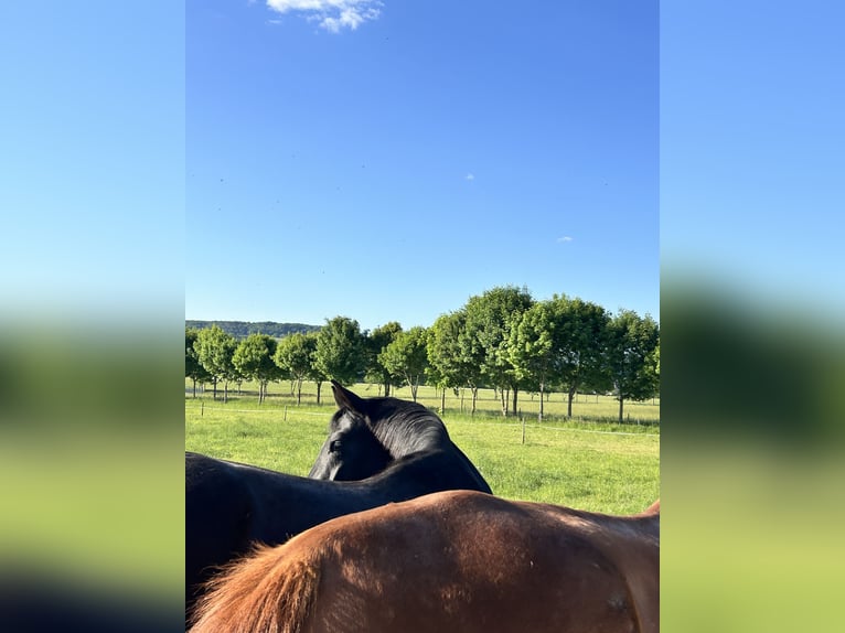 Westphalian Mare 5 years 16,1 hh Black in Sankt Goar