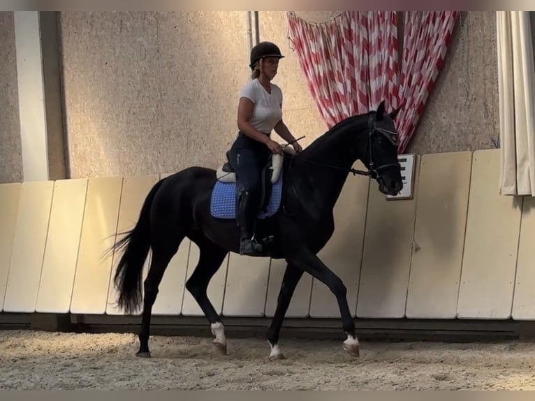 Westphalian Mare 5 years 16,1 hh Black in W&#xFC;rzburg