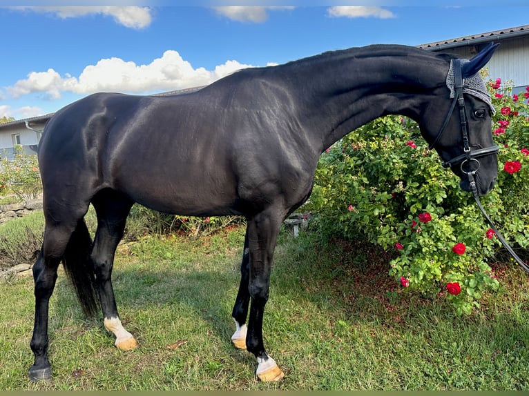 Westphalian Mare 5 years 16,1 hh Black in W&#xFC;rzburg